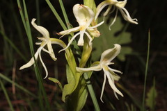 Habenaria castroi