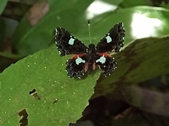 Calydna sturnula