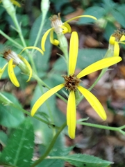 Senecio bayonnensis