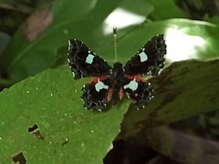 Calydna sturnula