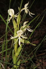 Habenaria castroi