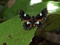 Calydna sturnula
