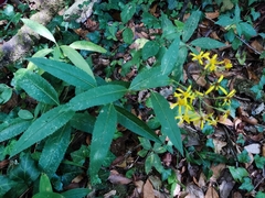 Senecio bayonnensis