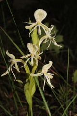 Habenaria castroi