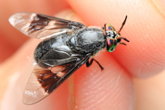 Chrysops carbonarius