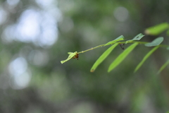 Paratrachelophorus nodicornis