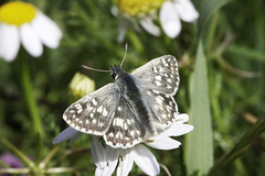 Muschampia tessellum