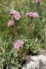 Sempervivum pumilum