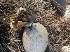 Boletus barrowsii