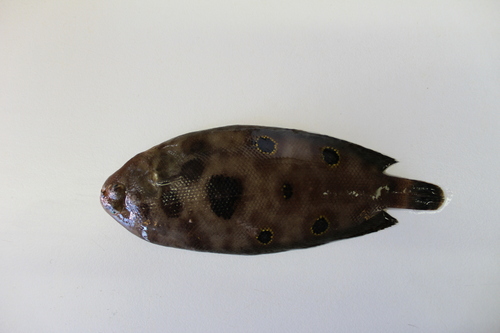 Eyed sole (Microchirus ocellatus) — Soleidae — 2