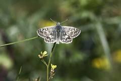 Muschampia tessellum