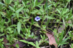 Lindernia hyssopioides