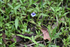 Lindernia hyssopioides