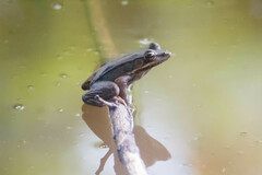 Lithobates vaillanti