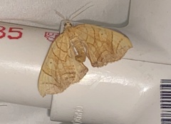 Eulithis molliculata