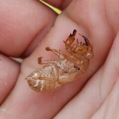 Diceroprocta olympusa