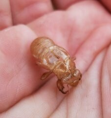 Diceroprocta olympusa