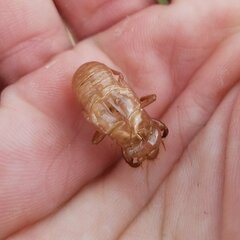 Diceroprocta olympusa