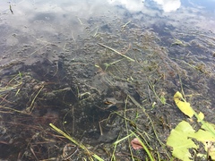 Lithobates virgatipes