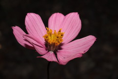 Cosmos palmeri