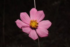 Cosmos palmeri