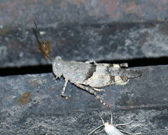 Heliastus benjamini