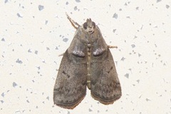 Acrobasis cunulae