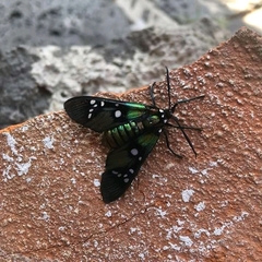 Chrysocale