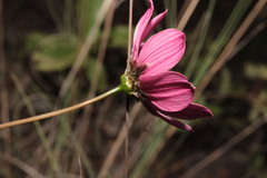 Cosmos palmeri