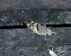 Heliastus benjamini