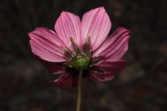 Cosmos palmeri