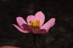 Cosmos palmeri