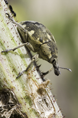 Larinus onopordi