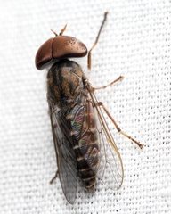 Tabanus pumilus