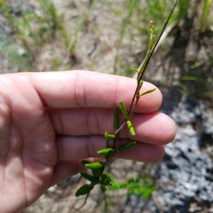 Angadenia berteroi