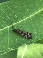 Macrostemum zebratum