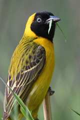 Ploceus intermedius cabanisii