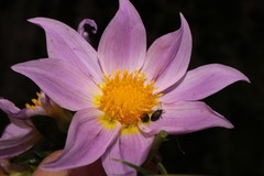 Dahlia rupicola