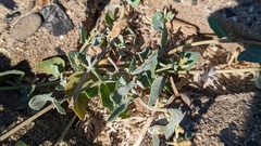 Atriplex laciniata