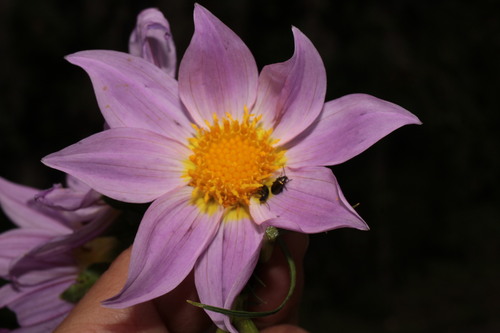 Dahlia rupicola (Dahlia rupicola)