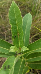 Aphis asclepiadis