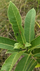 Aphis asclepiadis