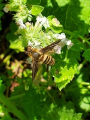 Exoprosopa brevirostris