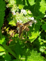 Exoprosopa brevirostris