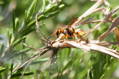 Euodynerus pratensis