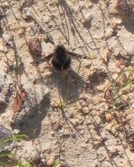 Australoechus megaspilus