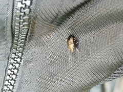 Rhacognathus punctatus