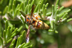 Euodynerus pratensis