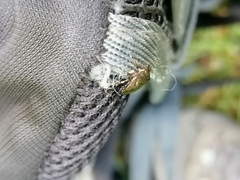 Rhacognathus punctatus