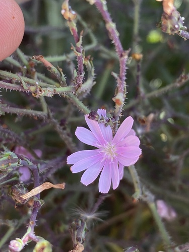 Lactuca palmensis image